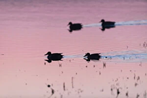 Atmosheric Gallery: Northern Shoveler - silhouette of two drakes and two ducks at twilight swimming on lagoon