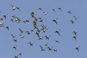 Images Dated 10th January 2005: Northern Shoveler - in winter. Aiguamolls Park, RAMSAR site, Spain