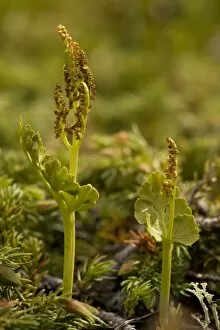 A northern species of moonwort (a fern) - with fertile fronds
