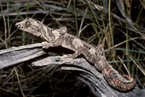 Spiny Tailed Prints: Northern spiny-tailed gecko