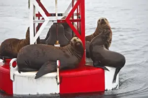 Sea Lion Prints: Northern (Steller) Sea Lion - resting on a large buoy