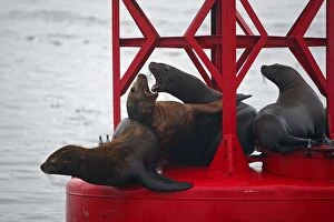 Images Dated 18th August 2008: Northern (Steller) Sea Lion - resting on a large buoy