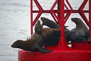 Northern (Steller) Sea Lion - resting on a large buoy