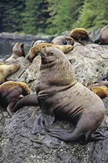 Images Dated 26th March 2008: Northern or Steller Sea Lions - bull guarding territory and harem. Pacific Northwest. ML479