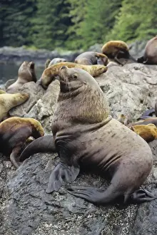 Pacific Northwest Prints: Northern or Steller Sea Lions - bull guarding territory and harem