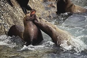 Images Dated 26th March 2008: Northern or Steller Sea Lions - fighting. ML288