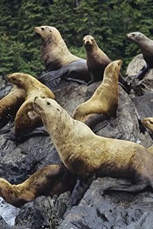 Images Dated 26th March 2008: Northern or Steller Sea Lions - hauled out of coastal rocks. Pacific Northwest. ML480
