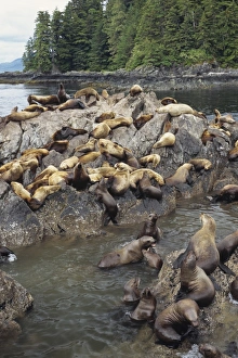 Images Dated 26th March 2008: Northern or Steller Sea Lions ML602