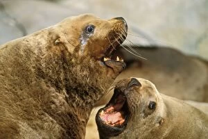 Northern / Stellers Sealions - arguing over space on a haul-out rock