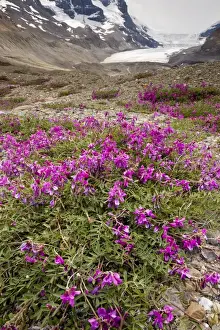 Northern Sweet Vetch - growing in abundance on glacial morraine of Athabasca Glacier; Columbia icefield, Jasper National Park, Rockies; Canada