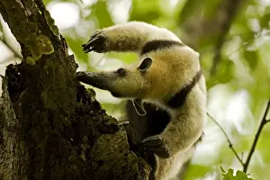 Snouts Prints: Northern Tamandua - feeding in tree - Costa Rica