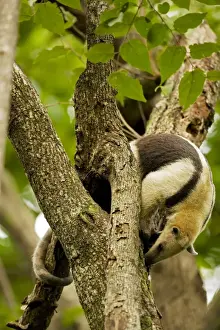 Northern Tamandua - feeding in tree - Costa Rica