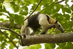 Northern Tamandua - feeding in tree - Costa Rica
