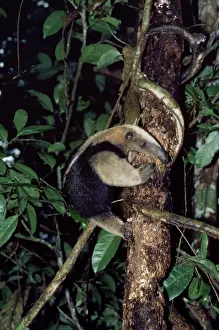 Anteaters Prints: Northern Tamandua / Giant Anteater / Tamandua Anteater