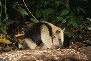 Northern Tamandua / Giant Anteater / Tamandua Anteater
