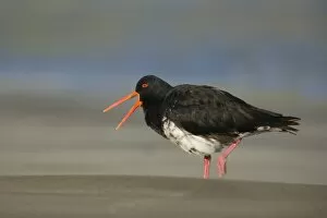 Northern or Variable Oystercatcher - strolling on beach crying out