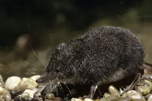 Northern Water Shrew - USA