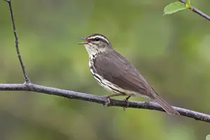 Northern Waterthrush