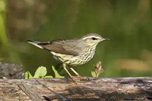 Northern Waterthrush - Connecticut USA - May
