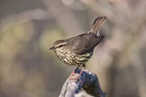 Northern Waterthrush perched on snag in marsh