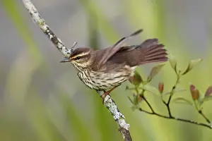 Seiurus Prints: Northern Waterthrush - on territory in spring - Connecticut - USA