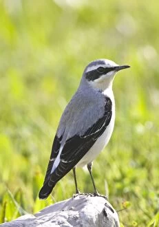 Northern Wheatear - male - perched on rock - spring