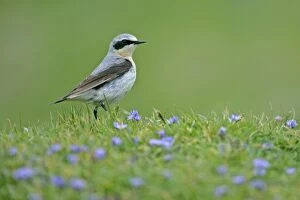 Images Dated 3rd June 2007: Northern Wheatear male sitting in meadow amidst Spring Squill Sumburgh Head RSPB Reserve