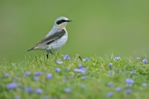 Wheatear Prints: Northern Wheatear male sitting in meadow amidst Spring Squill Sumburgh Head RSPB Reserve