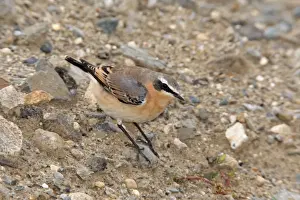 Wheatear Prints: Northern Wheatear - September in CT - USA