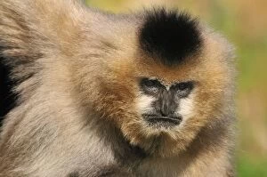Northern White-cheeked Gibbon - female
