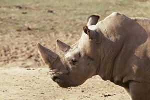 Images Dated 19th May 2004: Northern White Rhinoceros