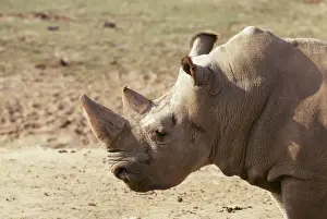 Northern White Rhinoceros