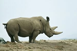 Images Dated 19th May 2004: Northern White Rhinoceros Male
