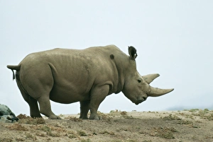 Northern White Rhinoceros - Male Northern White Rhinoceros - Male
