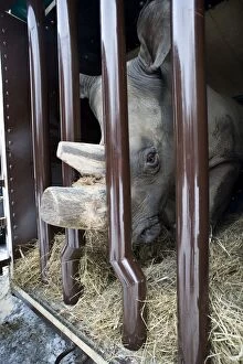 Northern White Rhinoceros - in transport crate