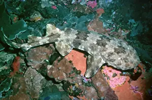 Wobbygong Prints: Northern Wobbygong - Found in sub tropical waters