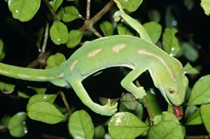 Images Dated 16th August 2006: Northland Green Gecko North Island, New Zealand