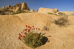 Images Dated 24th March 2009: Northwestern Indian / Desert Paintbrush - grows in a crack of slickrock - Boulders Section
