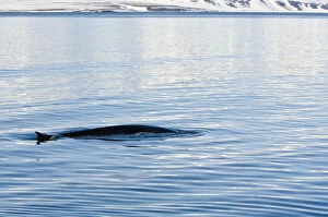 Norway. Fin whale in Woodfjord Svalbard