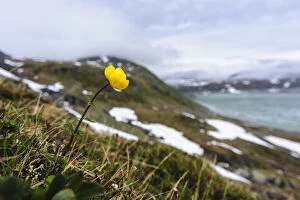 Norway. Globe flower (Trollius europaeus)