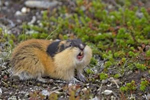Norway Lemming adult in tundra
