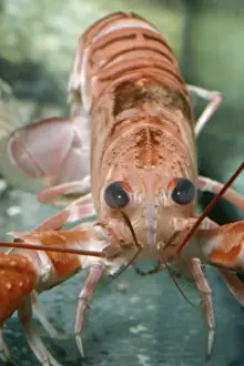 Lobster Prints: Norway Lobster PM 7461 Nephrops © Pat Morris / ARDEA LONDON
