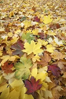 Leaves Collection: Norway Maple - autumn coloured leaves on ground in park - Hessen - Germany