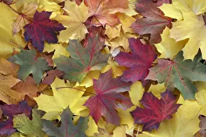 Norway Maple - autumn coloured leaves on ground in park - Hessen - Germany