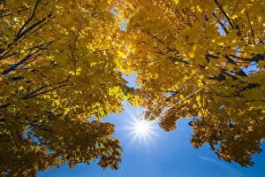 Autumnal Collection: Norway Maple, two crowns of trees in autumn colour, backlit by the sunin strkin blue sky
