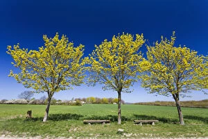 Norway Maple - flowering young trees, North Hessen, Germany Date: 11-Feb-19