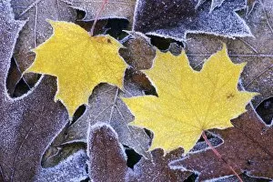 Leaves Collection: Norway Maple - and Scarlet Oak (Quercus coccinea), autumn leaves covered with frost, Lower Saxony