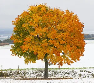 Autumnal Collection: Norway Maple, tree in autumn colour, surrounded by a fall of early snow, Hessen, Germany