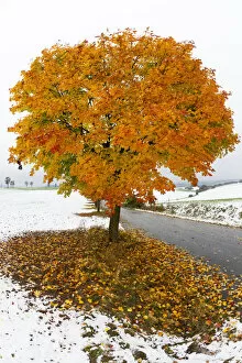 Images Dated 10th August 2020: Norway Maple, tree in autumn colour, surrounded by a fall of early snow, Hessen