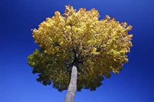 From Below Prints: Norway Maple Tree - autumn - Lower Saxony - Germany
